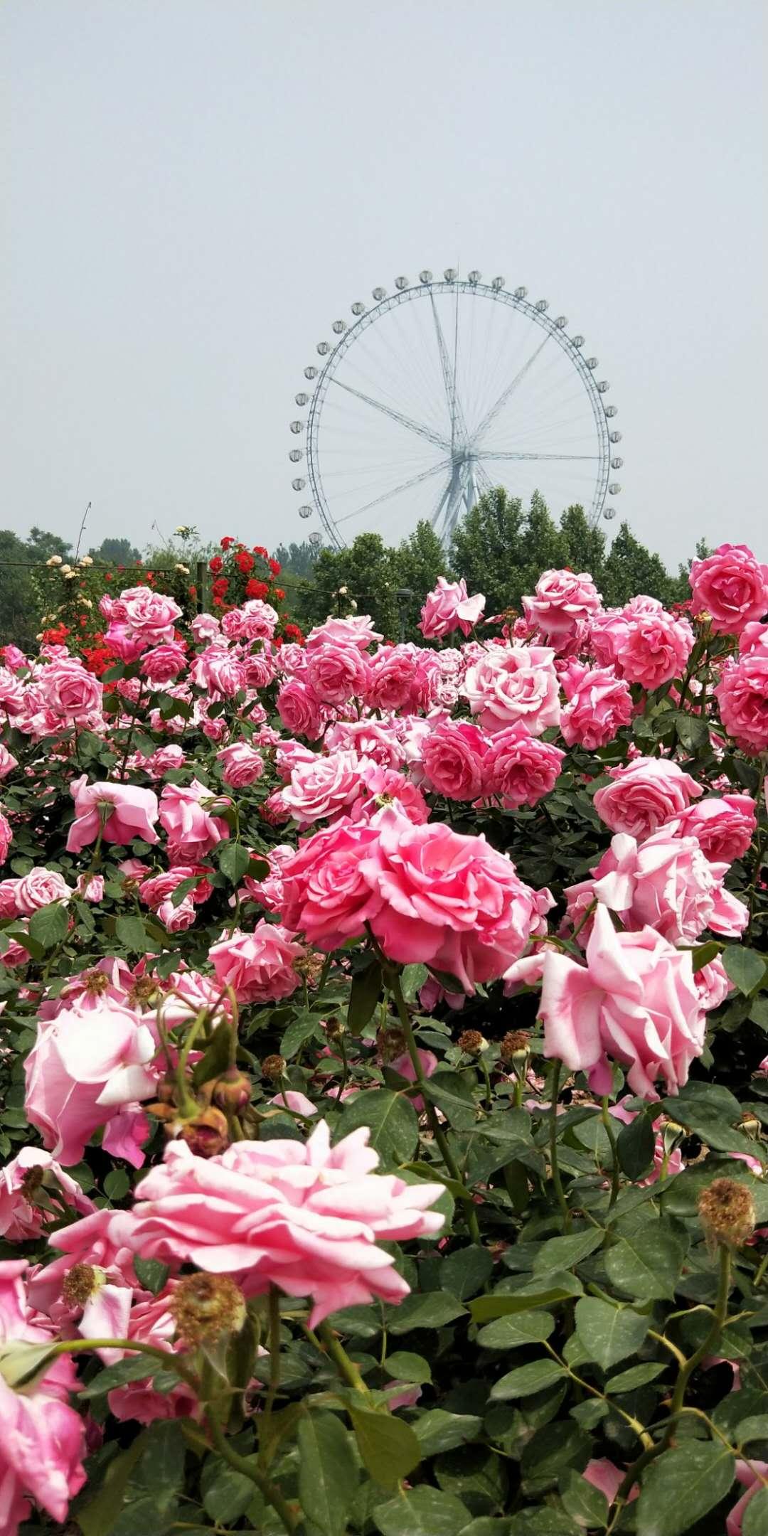 石家庄璀璨闪耀🌟🌟🌟